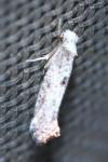 Paraswammerdamia albicapitella