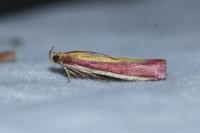 Oncocera semirubella