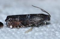 Cydia coniferana