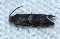 Cydia coniferana