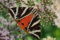 Euplagia quadripunctaria