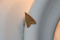 Udea ferrugalis