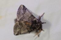 Thaumetopoea processionea