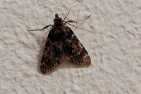 Aglossa caprealis