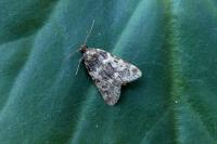 Aglossa caprealis