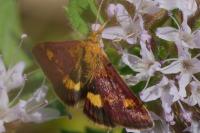 Pyrausta aurata