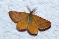 Lythria purpuraria
