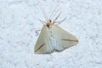 Rhodometra sacraria