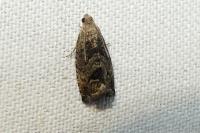 Cydia splendana
