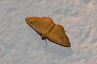 Camptogramma bilineata