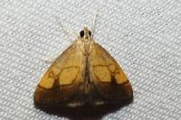 Evergestis limbata