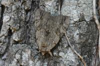 Catocala electa