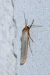 Eilema caniola