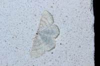 Cabera exanthemata