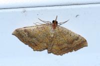 Camptogramma bilineata