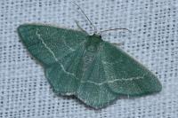Chlorissa viridata