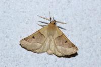 Crocallis elinguaria