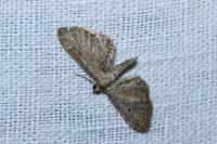 Eupithecia simpliciata