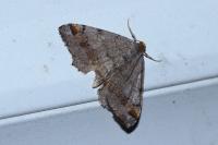 Macaria liturata