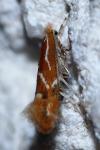 Phyllonorycter corylifoliella