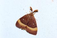 Lasiocampa quercus