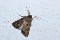 Agrotis bigramma