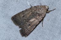 Caradrina clavipalpis