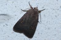 Caradrina flavirena