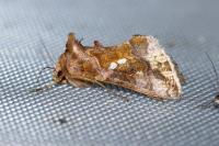 Chrysodeixis chalcites