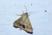 Helicoverpa armigera