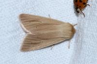 Mythimna pallens