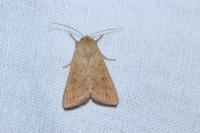 Mythimna vitellina