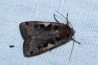 Xestia c-nigrum