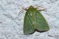 Pseudoips prasinanus