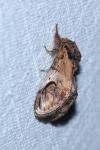 Notodonta ziczac