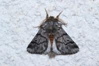 Thaumetopoea pityocampa