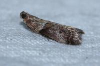 Acrobasis consociella