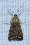 Loxostege sticticalis