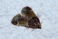 Pyralis farinalis