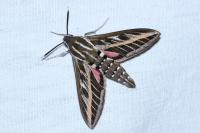 Hyles livornica