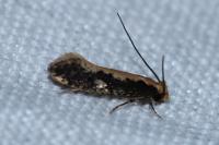 Monopis crocicapitella