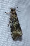 Celypha lacunana