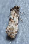 Cochylis molliculana