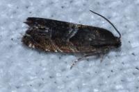 Cydia coniferana