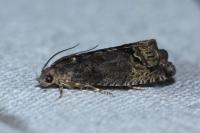 Cydia splendana