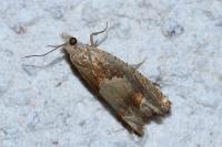 Eucosma conterminana