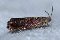 Grapholita janthinana