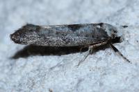 Paraswammerdamia albicapitella