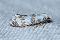 Scythropia crataegella