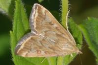 Loxostege sticticalis